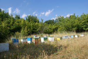 Natuurlijke producten en streekproducten van Terug naar de Natuur